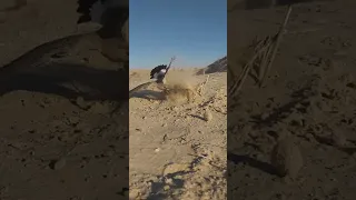 صيد الطيور بالفخ 