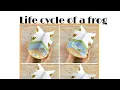 life cycle of a frog 3D craft project