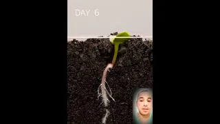 مراحل نمو زهره عباد الشمس في 75يوم 