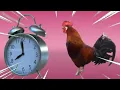 Download Lagu new  murga ringtone lIl hen ringtone lll djremix ringtone |I murga song II status