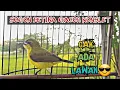 Download Lagu SOGON BETINA GACOR MEMANGGIL JANTAN AMPUH UNTUK PANCINGAN SOGON AGAR BUNYI DAN NAIK BIRAHI
