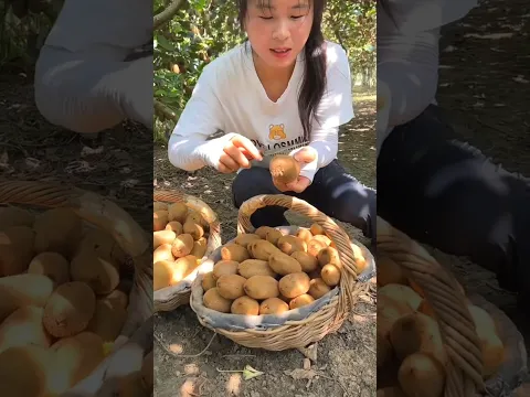 Amazing yummy Kiwi fruits harvesting from garden by Rural Farmer | Fresh Fruits #kiwi #fruit