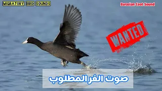طلباتكم صوت الغر المطلوب لمتابعينا المحترمين Wanted Sound Of Eurasain Coot 