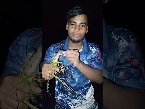 A Very Large snakehead fish #fishingbhola #youtubeshorts #shorts #facts