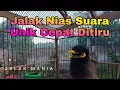 Masteran Jalak Nias Suara Unik Jalak Nias Bikin Cepat Direspon Oleh Jalak Nias Dan Jalak Lainnya