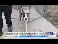 Indianapolis Animal Care Services out of space