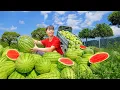 Download Lagu Use 3-Wheeled to Harvest Lots of Watermelons Goes to Countryside Market Sell | Phuong Harvest Life
