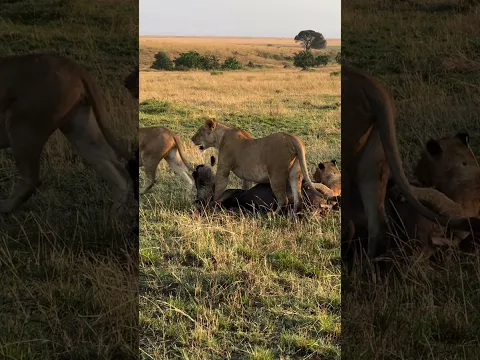 One wildebeest against lionesses