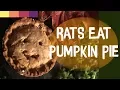 Rats Eating Pumpkin Pie VanillaHamHam Recipe
