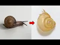 What s Inside a Snail s Shell - Snail Dissection