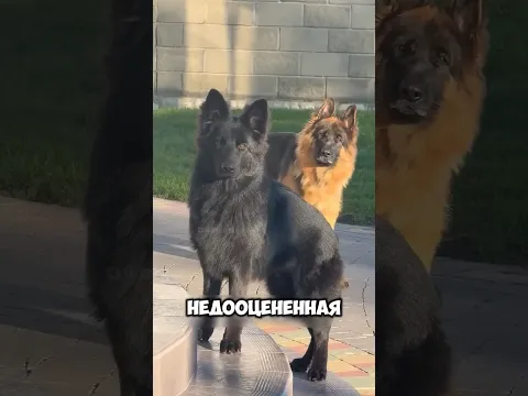 А какая порода собак ваша любимая? Может это как раз немецкая овчарка? 🐕 #животные #милыеживотные