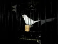 Download Lagu Burung mrit albino mata merah yg sangat langka dan gacor