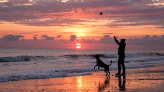 Why St Augustine Is the Ultimate Dog-Friendly Getaway Spot