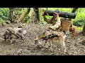 Download Lagu Found a nest of wild duck eggs in the forest - brought them home to boil and eat - A NGU TV