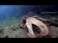 Octopus in the Quays