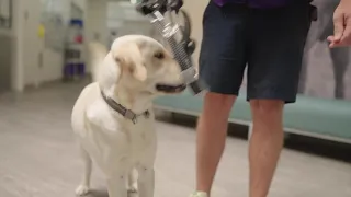 Join the Canine University Class: Help Our Dogs Learn and Thrive!