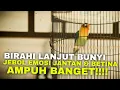 Download Lagu SUARA BIRAHI LANJUT BUNYI JEBOL EMOSI LOVEBIRD ANDA - MASTERAN LOVEBIRD 2 JAM NONSTOP