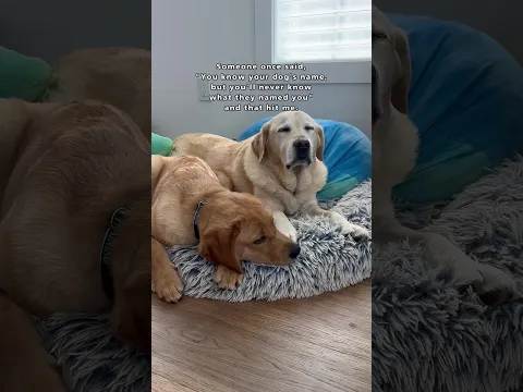 What do you think your dog named you?