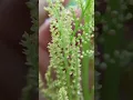 Botrychium fertile fronds