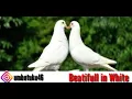 Download Lagu Shane Filan. Beatiful in white. Lirik, terjemahan Indo