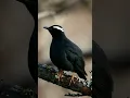 Lagu Nyanyian Burung Anis Siberia (Geokichla sibirica) . . .