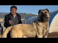 Download Lagu OOM AZIZ EN ZIJN ZONEN, DIE AL 100 JAAR KANGALHONDEN EN KANGALSCHAPEN FOKKEN | MISIRÖREN SIVAS