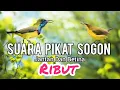 Download Lagu SUARA PIKAT SOGON JANTAN DAN BETINA RIBUT
