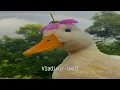 Pato Banton - Go Pato // Letra Español