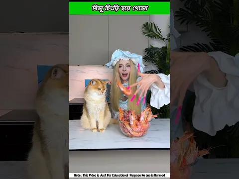 Billo Love chingriš± #shorts #funny #cat #ytshorts