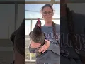 Treating Egg Bound Hens