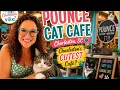 Pounce Cat Cafe Charleston s Cutest Experience Full Review