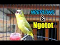 Download Lagu Pleci Dakun Bali Ngeplong Ngotot Cocok Untuk Masteran