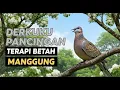 Lagu Suara Burung Tekukur Gacor Paling Ampuh Memanggil Kawan