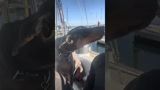 Morning coffee with Violet ..  #petsofyoutube #sailing #travel #boatlife #doberman