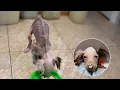 Download Lagu Anak Anjing Berusia 2 Bulan Ditinggal di Freezer Selama 3 Hari… Tangisannya Tak Terdengar