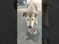 Download Lagu Meet Lisa 136 -  Homeless dogs Greece 2025 - rapid interventions. #animals #dog #homeless #helpdog
