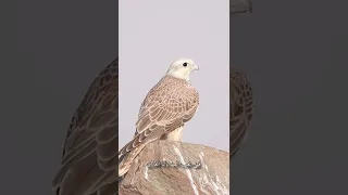 البيرق الشامخ طير زعق للغيم شعر 