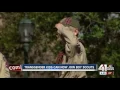 Boy Scouts to allow transgender children