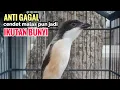 Download Lagu Suara Cendet Gacor Toet toet Efektif Anti Gagal Bikin Cendet Malas pun Langsung Nyaut Bunyi Seketika