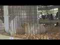 Community effort helps Story County Fair open on time after flooding