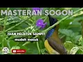 Download Lagu MASTERAN SOGON ISIAN PELATUK SAMPIT