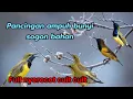 Download Lagu PANCINGAN AMPUH SOGON BAHAN !! cret cret cret MP3