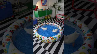 ducks_in_space is live