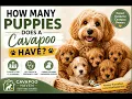 How Many Puppies Does a Cavapoo Have Cavapoo Litter Size Guide