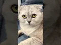Download Lagu Sonya is a little manipulator 😂 #cat