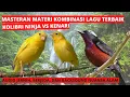 Masteran kombinasi kenari vs konin, materi kombinasi lagu terbaik untuk burung juara
