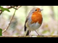 Bird Chirping Ringtone Ringtones for Android Animal Ringtones