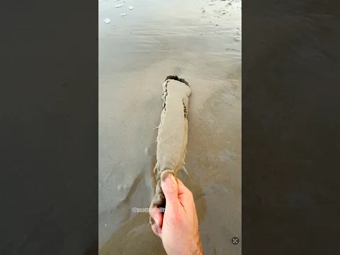 Why Is This Cactus Buried in the Sand?! 🌵