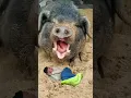Download Lagu funny pig vfx video #shorts