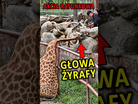 Żyrafa Zakleszczyła się w Ogrodzeniu!
